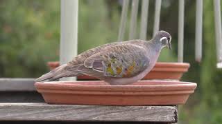 Common Bronzewing [upl. by Ecnav]