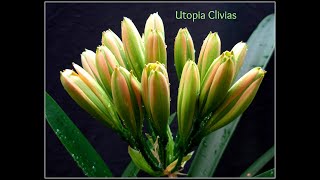 Green Clivias at Utopia Clivias [upl. by Peper]