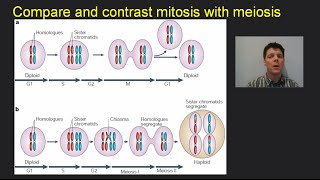 Mitosis Meiosis amp Cancer  Mr Pauller [upl. by Gatian]