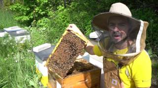 Beginner Beekeepers 3 Essential Skills [upl. by Eluk]