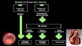 Rancil  Cilnidipine for hypertension [upl. by Kursh]