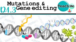 D13  Mutations amp Gene Editing  IB Biology SLHL [upl. by Bethina]