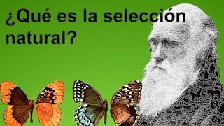 ¿QUE ES LA SELECCIÓN NATURAL subtitulado [upl. by Lladnar]