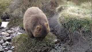 The dancing Wombat [upl. by Kathie]