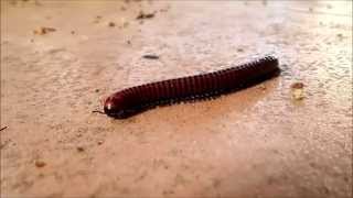 The Millipede or Shongololo [upl. by Nerred]