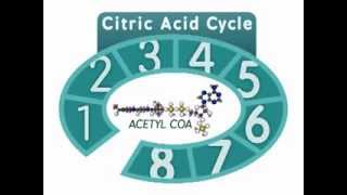 The Citric Acid Cycle An Overview [upl. by Kroy]