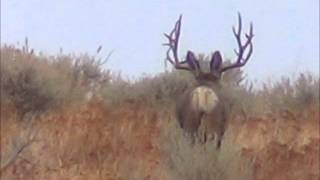 Big Muley Bucks  Oregon  wwwOutfitterJohnColecom [upl. by Mandell]