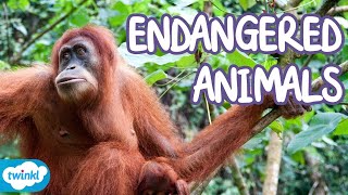 What Animals are Endangered  Endangered Species Explained for Kids [upl. by Netsrak]