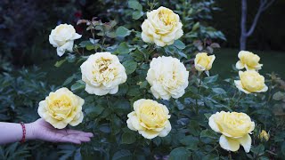 Eustacia Vye Gabriel Oak and Toulouse Lautrec roses [upl. by Botnick]