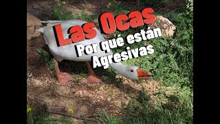 Todo lo que hemos pasado con Las Ocas Tienen una razón justificada [upl. by Goggin602]