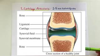 ANATOMİ8KONUEklem Sistemi [upl. by Persons]