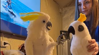 Funny and cute parrot 🤣🦜🤪 Funniest Cockatoo Life 🤩 🤣 [upl. by Latrina]