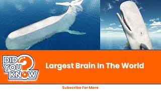 Giant Brain The Sperm Whales Marvel viral facts [upl. by Ab218]