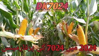 Dekalb hybrid 7024Corn farming [upl. by Okimat501]