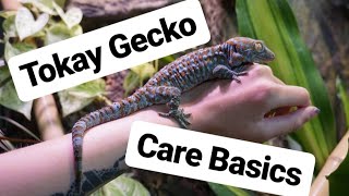 Tokay Gecko Care Guide [upl. by Filmore]