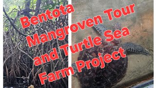 Vlog2 Sri Lanka Bentota Mangroven SeaTurtle Projekt Tikkatour [upl. by Jesus]