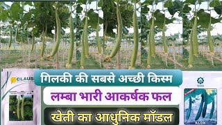 gilki ki khetiNenua ki sabse best verietynenua ki kheticlause spong gourd white seeds vnrseeds [upl. by Adnilim]