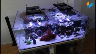 55 Wir bauen ein Meerwasser Aquarium  Showtank Tutorial Meerwasser Live TV [upl. by Galliett714]