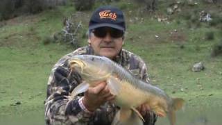 Pesca GRANDES BARBOS con caracol  Fishing Great Barbels [upl. by Marcus]