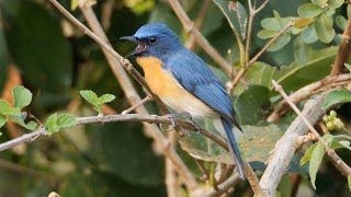 Tickells Blueflycatcher Song [upl. by Norry]