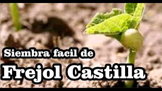 Frejol castilla frejol cabeza negra frejol chileno Vigna unguiculata [upl. by Mannuela574]