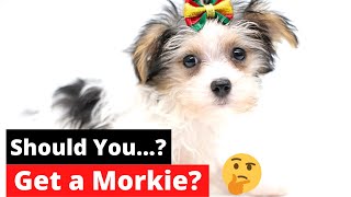 7 Shocking Facts about Morkie Maltese Yorkie mix  4th Fact Will Make or Break your dog [upl. by Gujral]