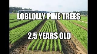 Loblolly Pine Trees 25 years later [upl. by Eem]