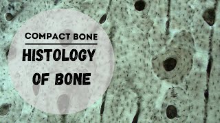 Histology of Bone  Compact Bone Histology [upl. by Nyllek]