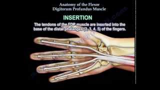 Plantar reflex or Babinski sign [upl. by Avert]