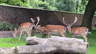 So many deer 🦌 at Dunham Massey Manchester UK 🇬🇧 [upl. by Juanne]