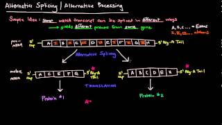 Alternative Splicing  Alternative Processing Eukaryotes [upl. by Ardnuas]