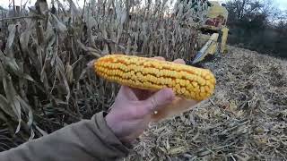 Harvesting the Plowed Corn [upl. by Olfe219]