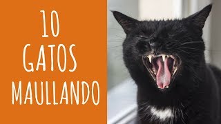 10 gatos maullando mucho y fuertePara molestar a tu gato o perro HD Sound Effect [upl. by Lewellen]