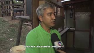 Criador de pomboscorreio mostra treinamento das aves [upl. by Trainer]