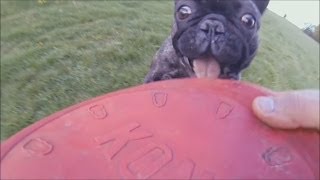 French Bulldog flying with funny moments  SLOWMOTION GoPro [upl. by Gurias359]