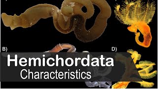 Hemichordata phylum characteristics  UPSC zoology optional [upl. by Reklaw]