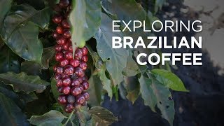 Exploring Brazilian Coffee at Daterra Coffee Farm  European Coffee Trip [upl. by Novyak744]