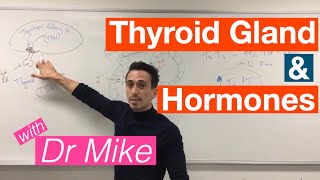 Thyroid Gland and Hormones [upl. by Jillene]