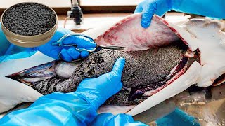 How Beluga Sturgeon is Farmed amp Caviar Extraction is Made  Caviar Farm Insight  How Caviar is Made [upl. by Rannug748]