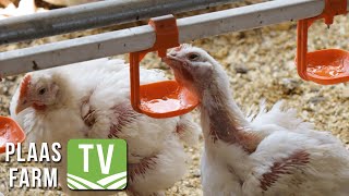 Dr Peter Plumstead – shaping the future of poultry through mentorship [upl. by Yerffe]