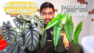 Why I Use 20cm Pots  Alocasia Silver Dragon amp Alocasia Dragons Breath  Repot with Me [upl. by Nally]