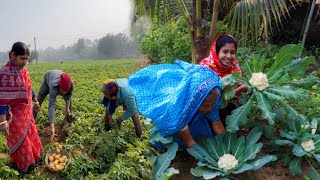 মাঠের নতুন আলু তুলে ফুলকপি দিয়ে রান্না [upl. by Quigley]