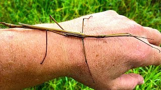 Stick Insect Saved amp The Missing Tree [upl. by Ailimaj]