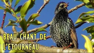 Chant de lETOURNEAU SANSONNET [upl. by Anaujat]