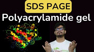 SDS PAGE gel electrophoresis  sds page principle explained  poly acrylamide gel electrophoresis [upl. by Harwell]