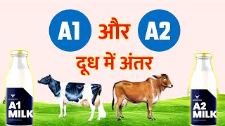 A1 Milk Vs A2 Milk I A1 and A2 milk kya hota hai [upl. by Giaimo]