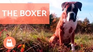 The BOXER Dog  Traits and Training [upl. by Graniah]