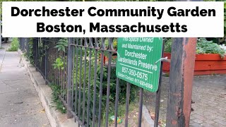 Dorchester Gardenlands Preserve  Community Garden in Boston Massachusetts [upl. by Grassi608]