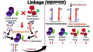 Linkage  Linked Genes  सहलग्नता  Bateson and Punnett experiment [upl. by Rabjohn]