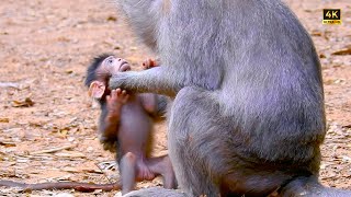 Heartwarming Scene of Baby Luno Listening to His Mother’s Discipline [upl. by Shellans]